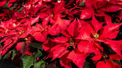 ahl poinsettia 5049451 1280