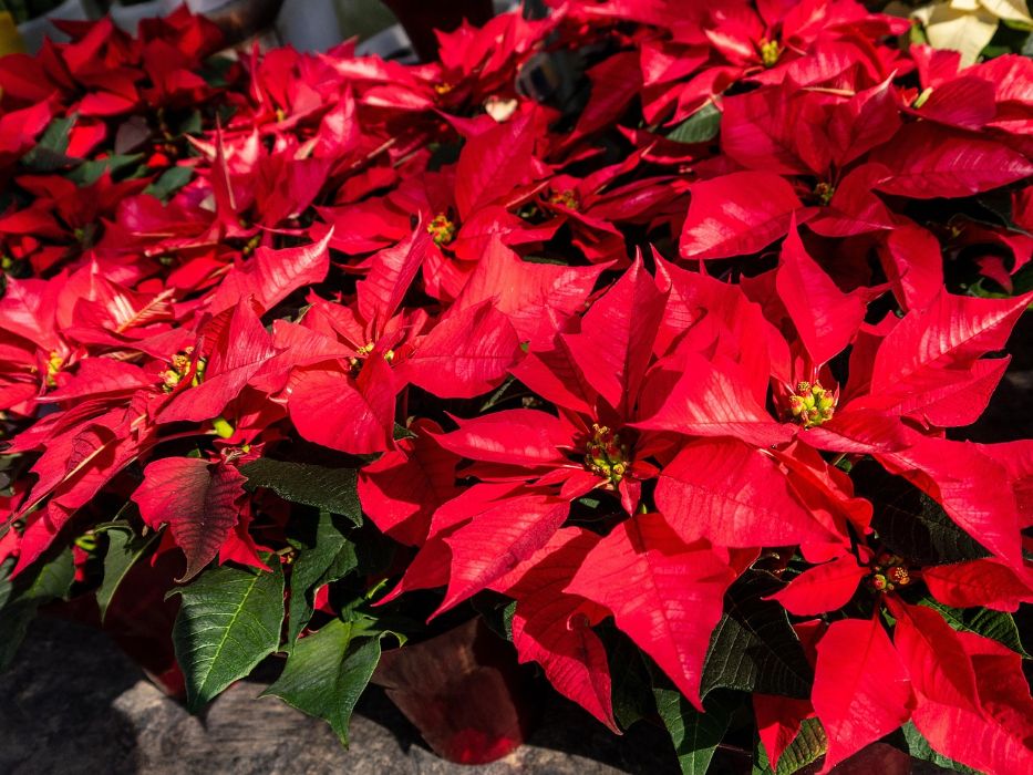 ahl poinsettia 5049451 1280