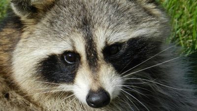 ahl raccoon 165188 1280