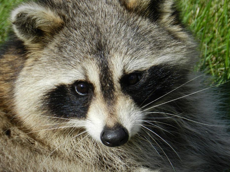 ahl raccoon 165188 1280