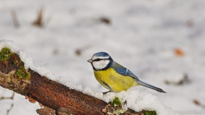 ahl blue tit 8432158 1280