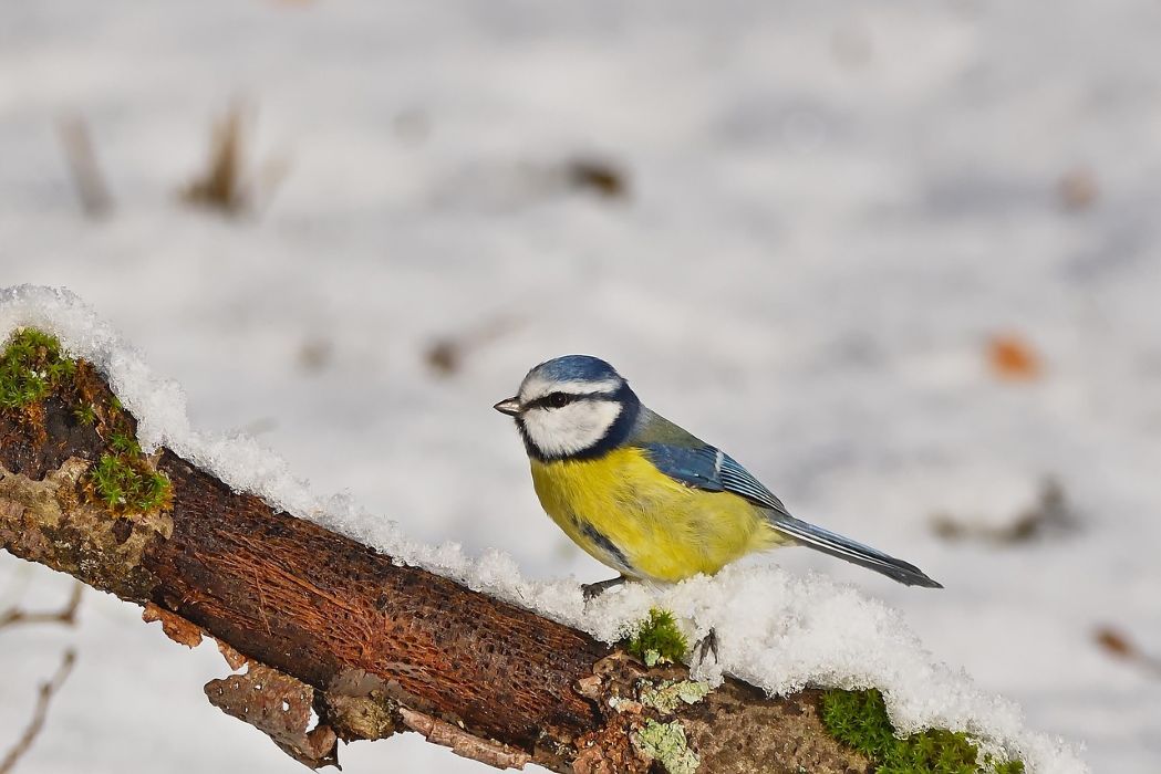 ahl blue tit 8432158 1280