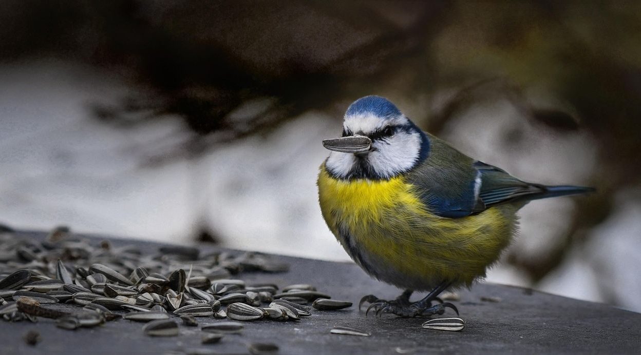 ahl bruised 6240232 1280