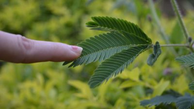 ahl touch me not 3233049 1280