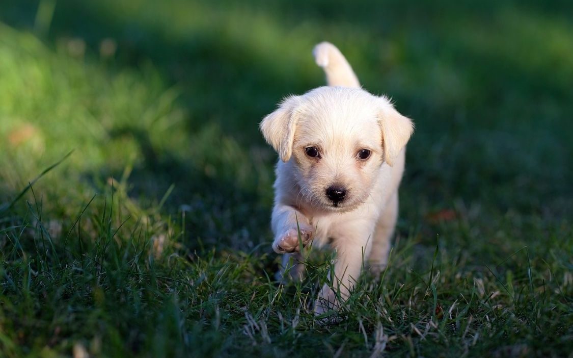 afeb aleshava dog 5357794 1280