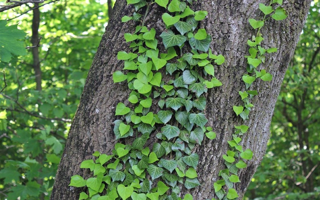 ahl blueberrykings111 ivy 3419944 1280