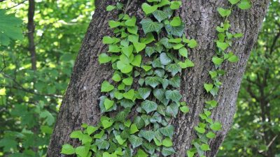 ahl blueberrykings111 ivy 3419944 1280