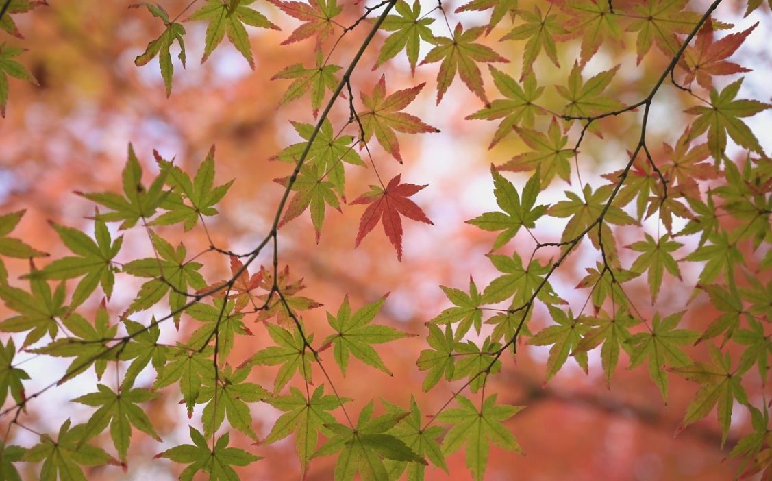 ahl lapisbleue maple 6656343 1280