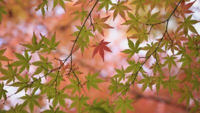 ahl lapisbleue maple 6656343 1280