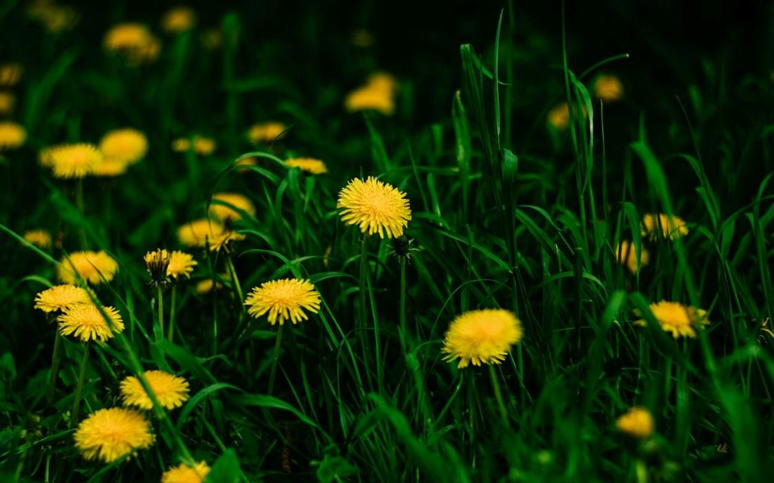 ahl pexels helen1 16714211