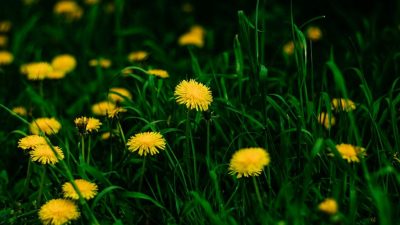 ahl pexels helen1 16714211