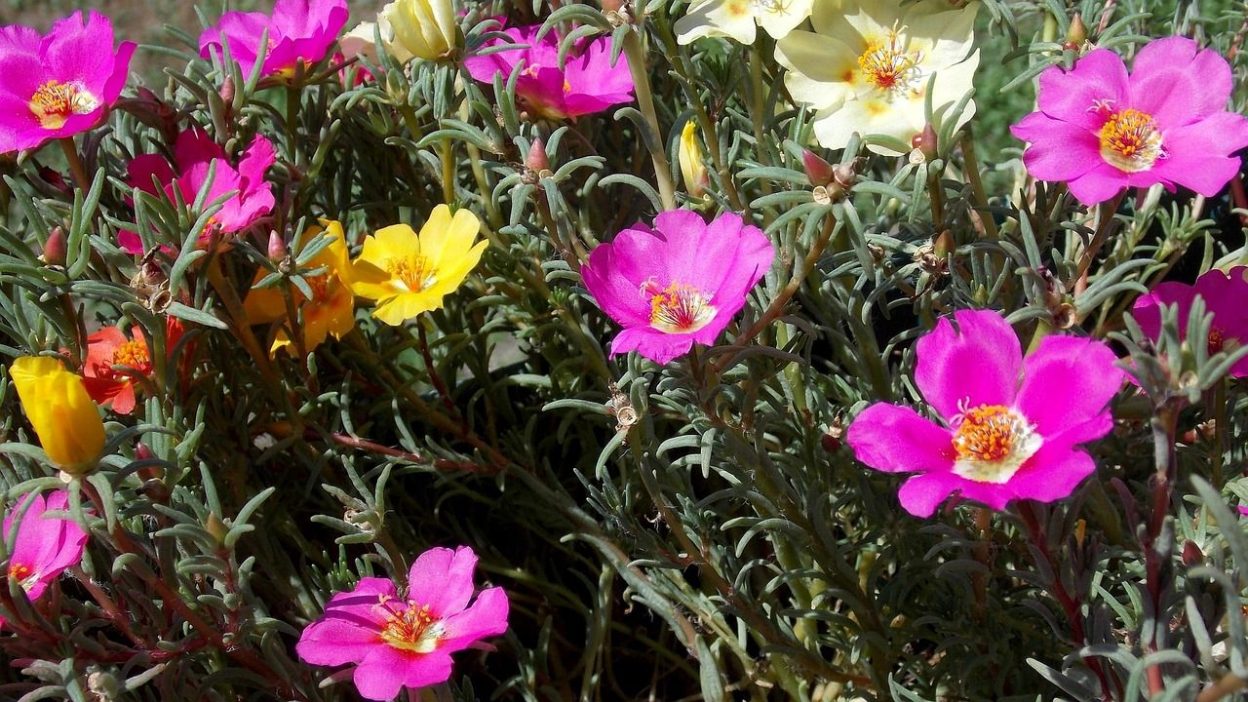 ahl barbus portulaca 2606950 1280