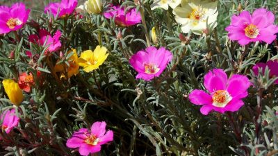 ahl barbus portulaca 2606950 1280