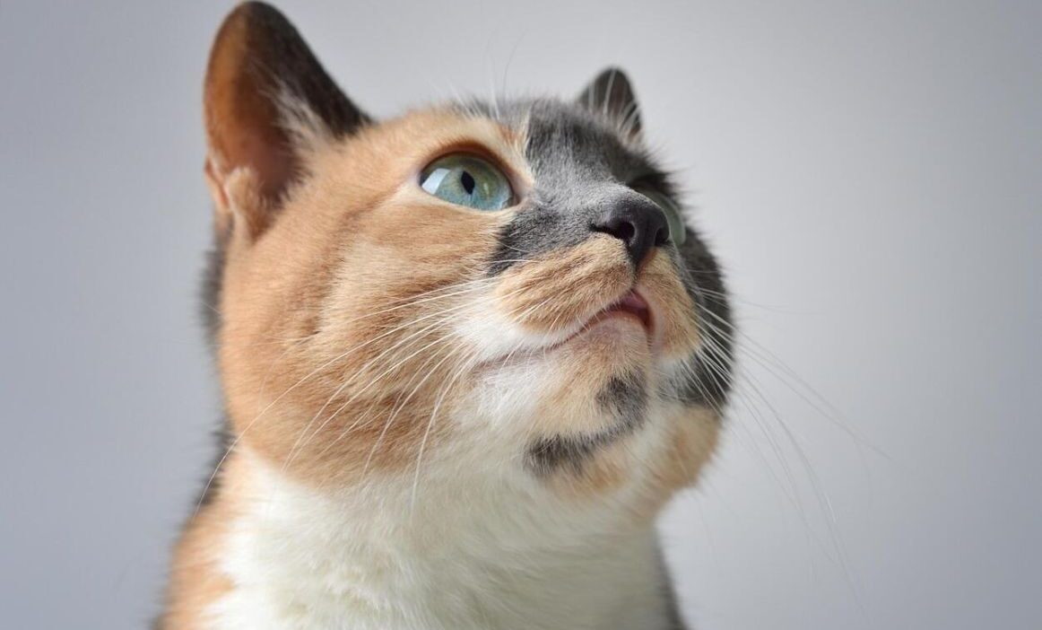 aokt petguru.hu 2026 oktober LinkMarketing 4
