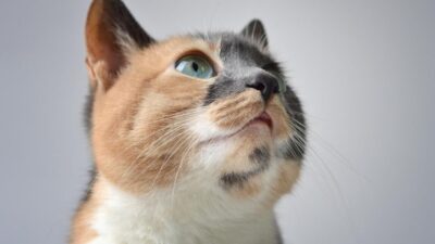 aokt petguru.hu 2026 oktober LinkMarketing 4
